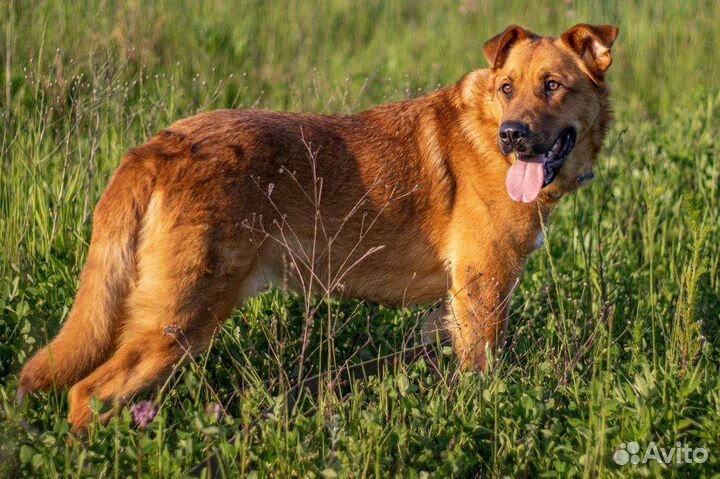 Пёс в добрые руки