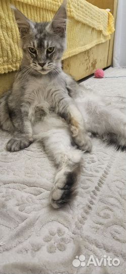 Продаю Мейн куна