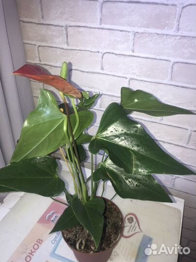 Антуриум Felicita