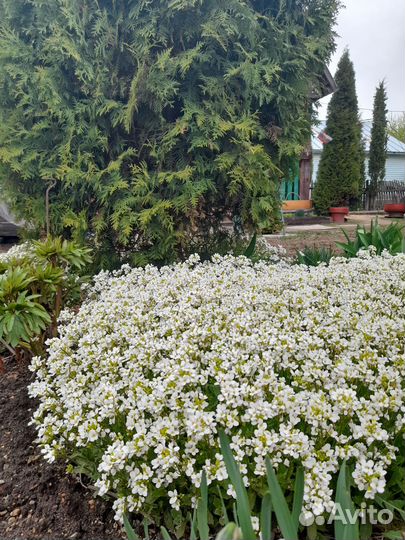 Цветы садовые