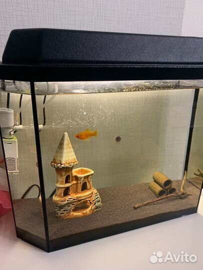 Аквариум с рыбками бесплатно