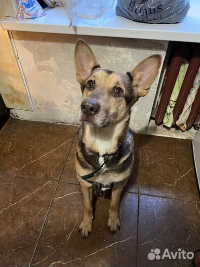 Собака бесплатно в добрые руки, зовут Жак