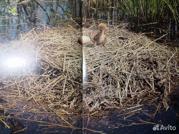 Мелодии русского леса фотоальбом