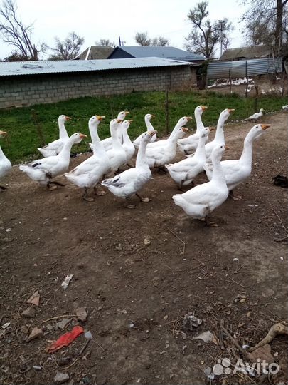 Холмогорские гуси