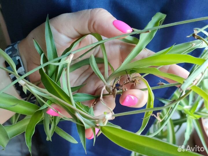 Хлорофитум отростки