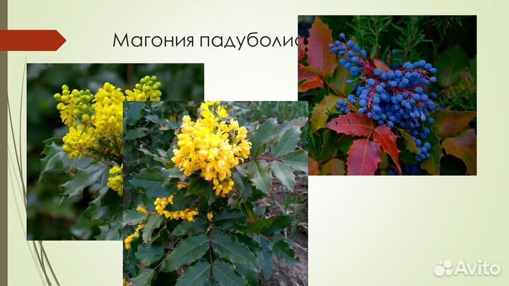 Саженцы Магония падуболистная