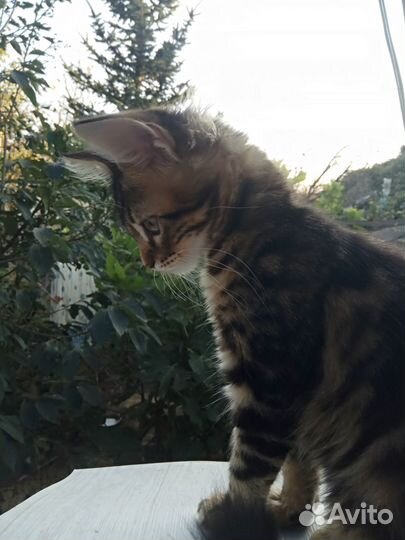 Котята мейн-кун