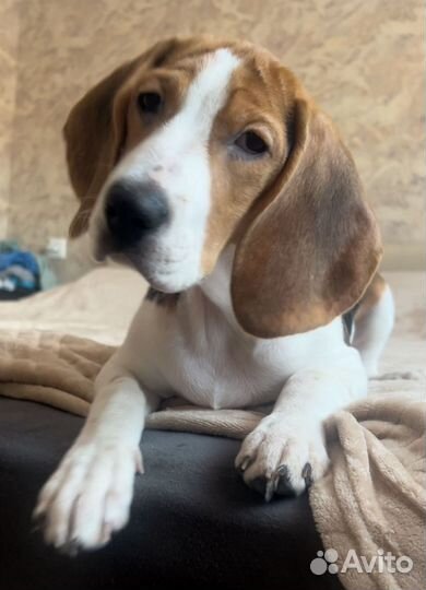 Щенки бигль