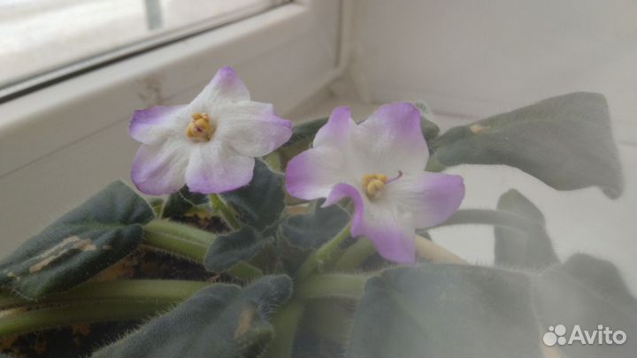 Фиалка в горшках