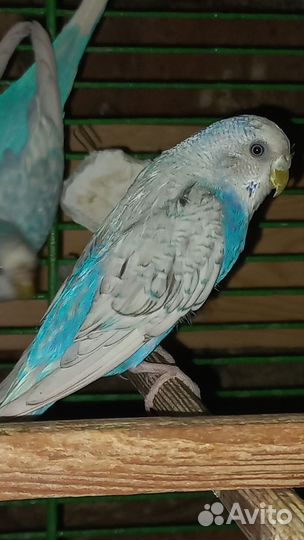 Волнистый попугай