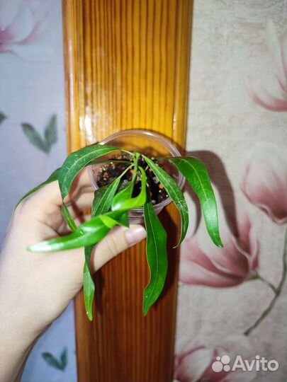 Фикус иволистный плакучая форма