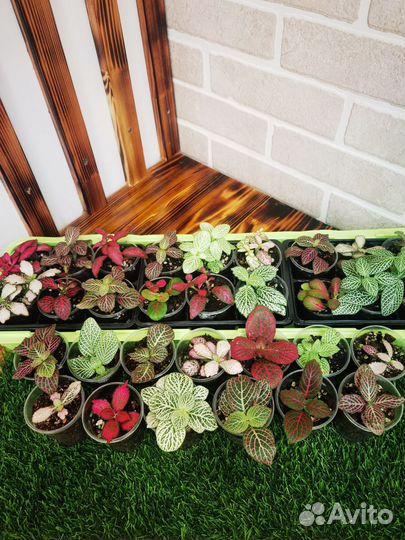 Фиттония филодендрон