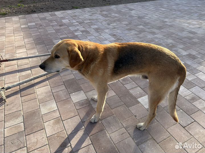 Найдена собака русская гончая