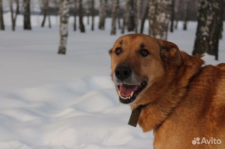 Возьмите собаку из приюта