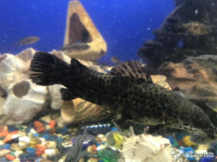 Аквариумные рыбки