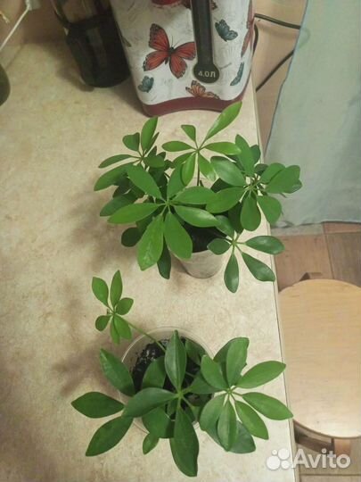 Комнатные цветы шефлера