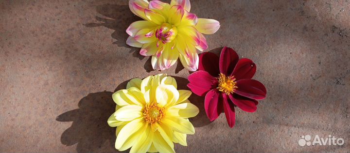 Георгины клубни