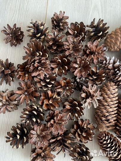 Шишки еловые и сосновые для творчества