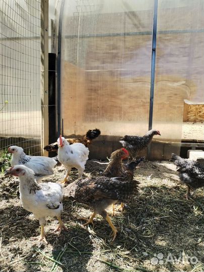 Молодые петухи