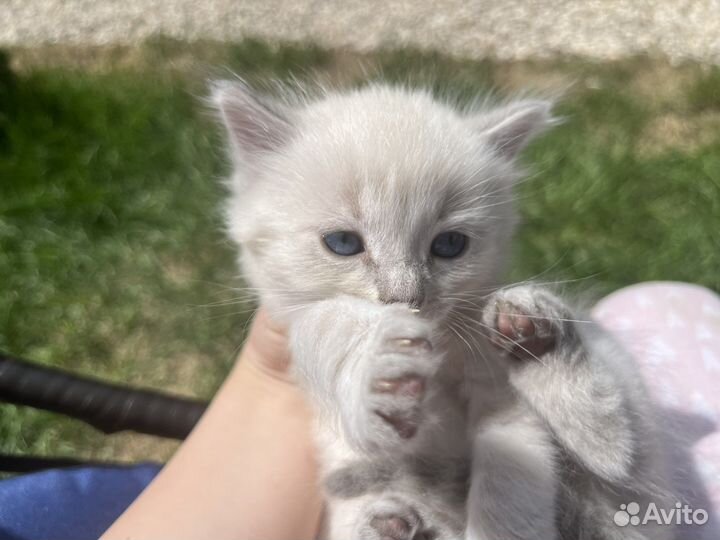 Шотландская