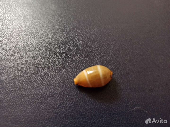 Морская раковина