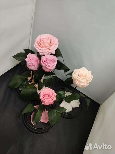 Роза в колбе оптом