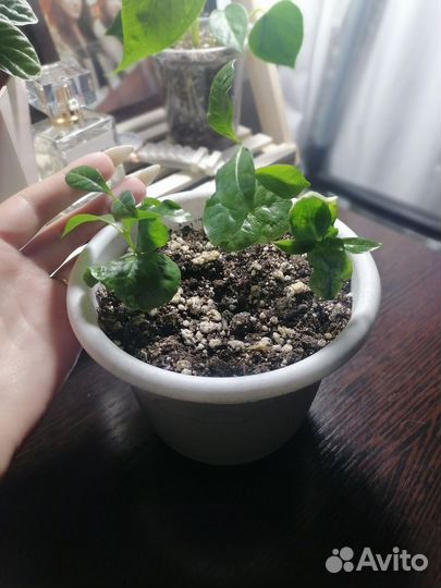 Кофейное дерево (Кофея)