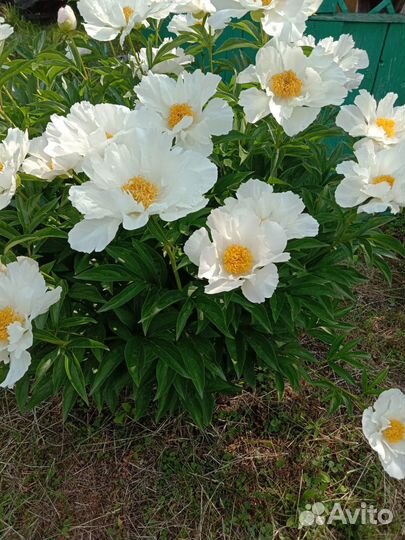 Продам пион