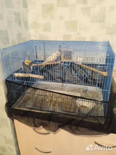 Пара попугаев с клеткой