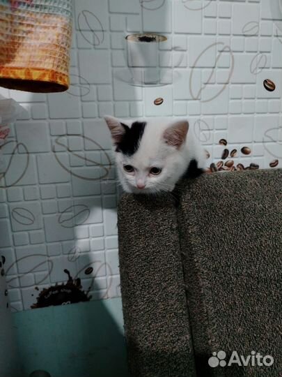 Котенок девочка в добрые руки