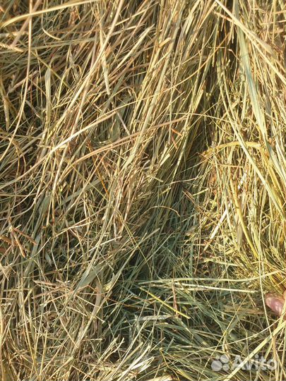 Сено Солома