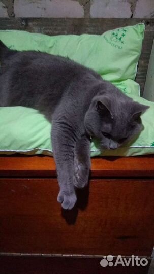 Русская голубая в добрые руки