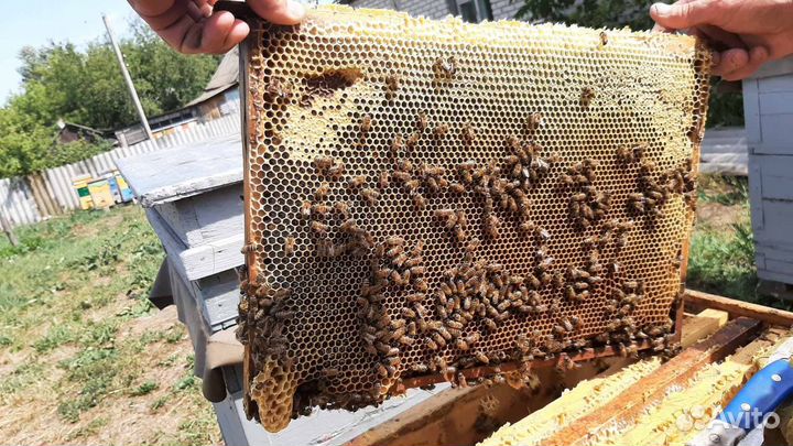 Пчелы и улья