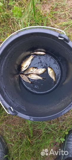 Живец карась