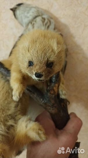 Чучело ястреба и норки