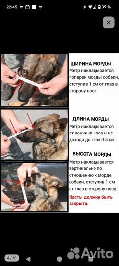 Намордник fordogtrainers