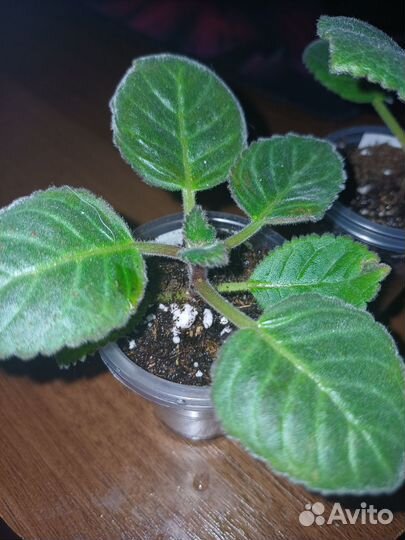 Глоксиния. бронь