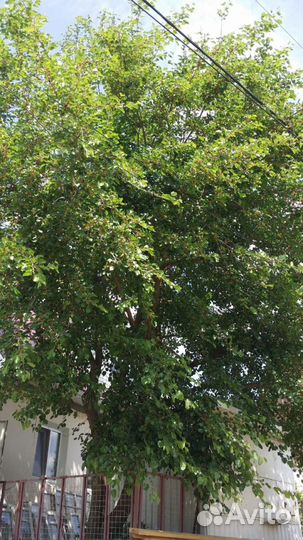 Шелковица - вкуснейшая ягода