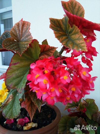 Бегония королевская