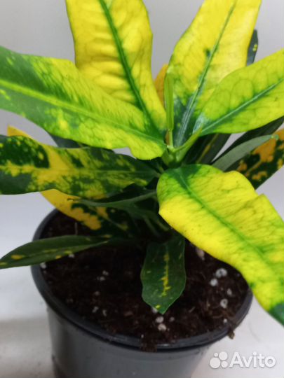 Кротон sunny стар