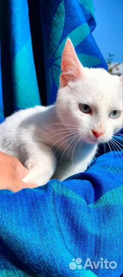 Кошечка Снежка