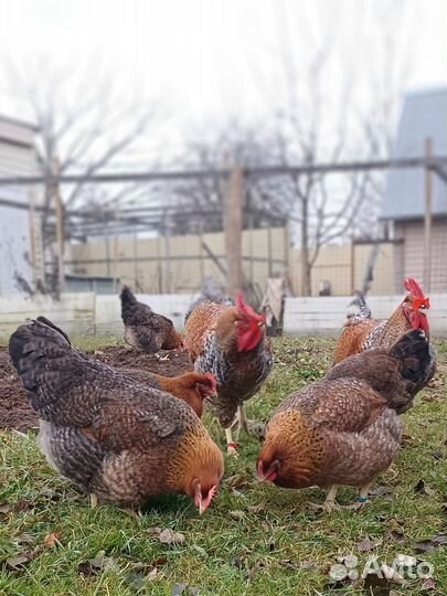Молодки, породные куры, петухи