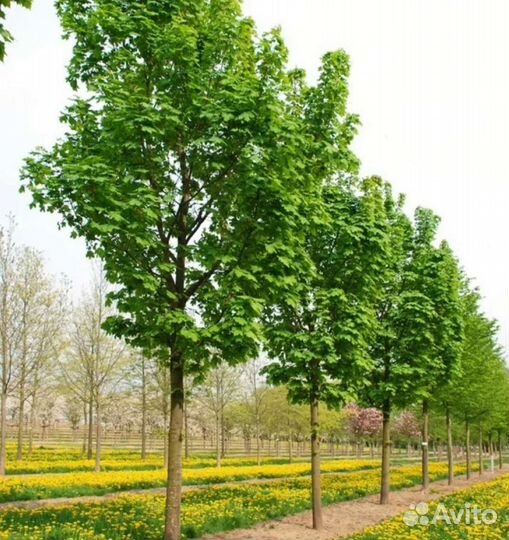 Клен сахарный