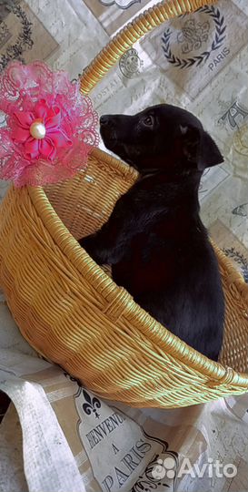 Маленькая девочка щенок ищет дом