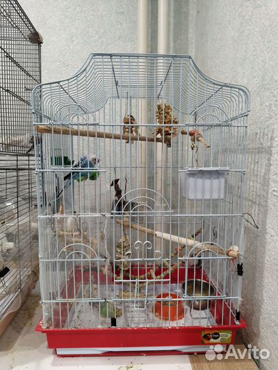 Волнистый попугай