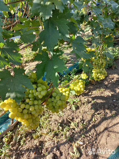 Вегетирующие саженцы винограда