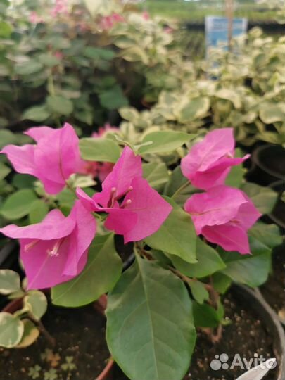 Бугенвиллия