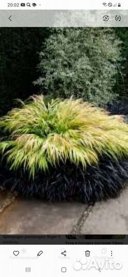 Офиопогон Японский