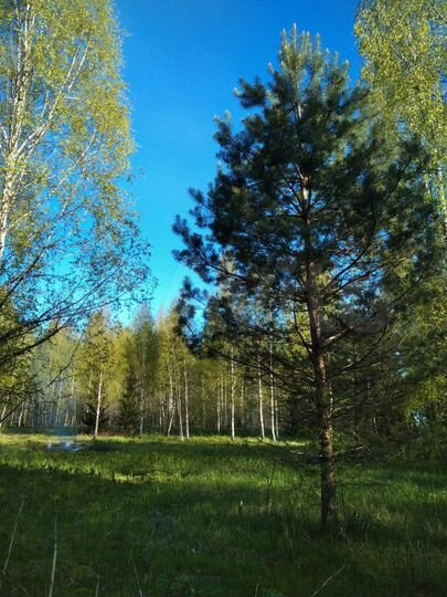 Участок 15 сот. (СНТ, ДНП)