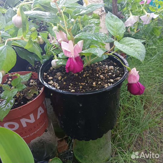 Комнатные цветы фуксия